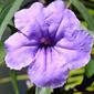 Ruellia simplex; mexican petunia